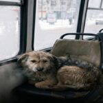 740 poljskih sirot je bilo prepuščenih kruti usodi. Toda en človek tega ni mogel dopustiti …
